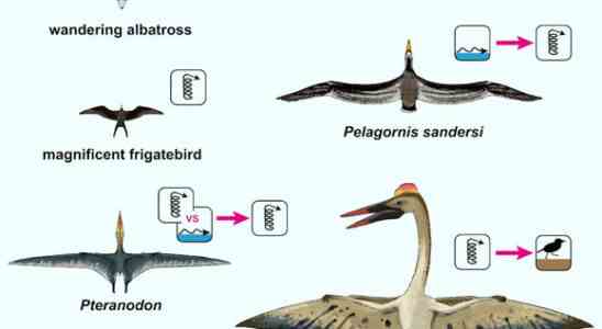 Quetzalcoatlus et dautres pterosaures geants volaient sur de courtes distances