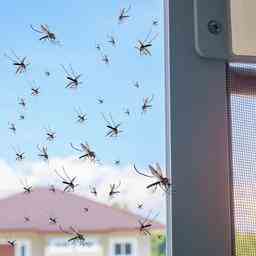 Voici comment eloigner les insectes de la maison A