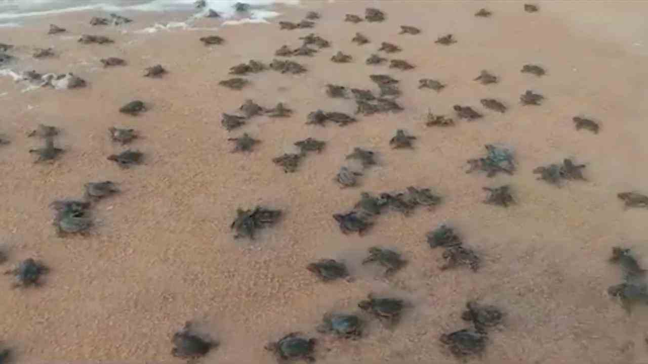 Beeld uit video: Honderden babyschildpadden in India kruipen naar de zee