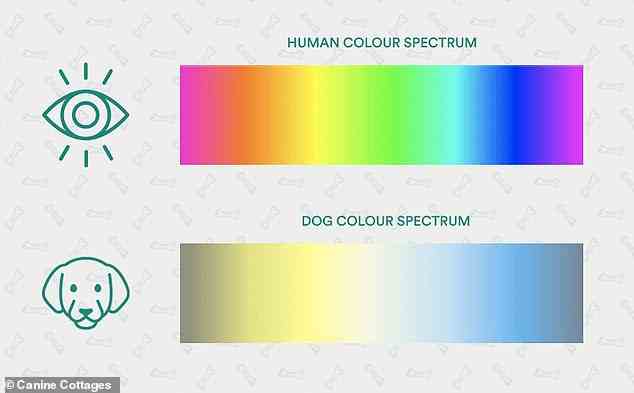 Les chiens ne peuvent voir que le jaune et le bleu et non le spectre complet des couleurs que les humains peuvent voir.  Vous voyez du marron foncé au lieu de rouge, du beige au lieu de vert et du bleu au lieu de violet.