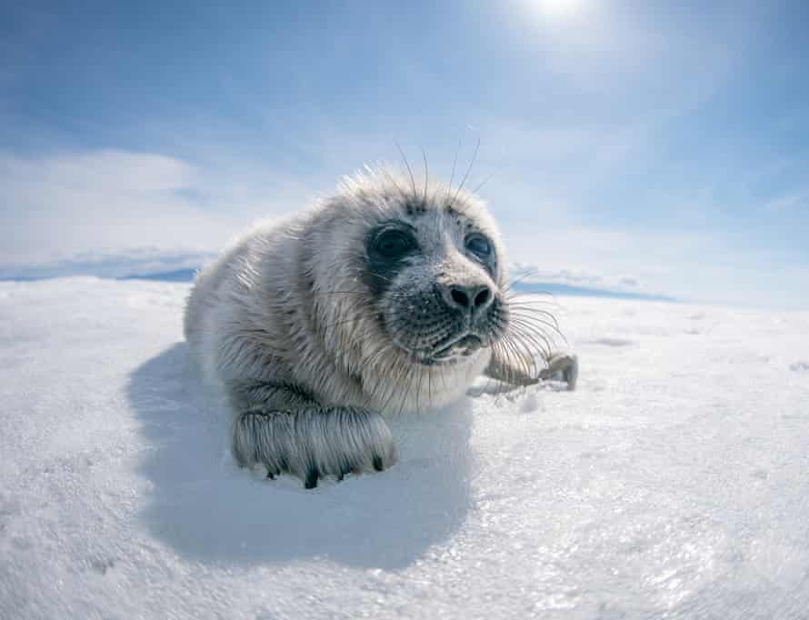Les nerpas femelles donnent naissance en mars dans des terriers enneigés sur la glace