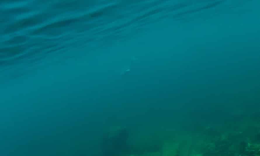 La seule photo sous-marine que j'ai prise il y a 2 ans