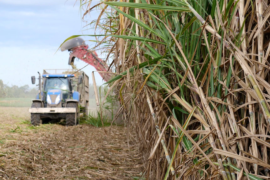 Une grande récolte de canne à sucre est en cours de récolte alors que le tracteur se dirige vers la caméra. 