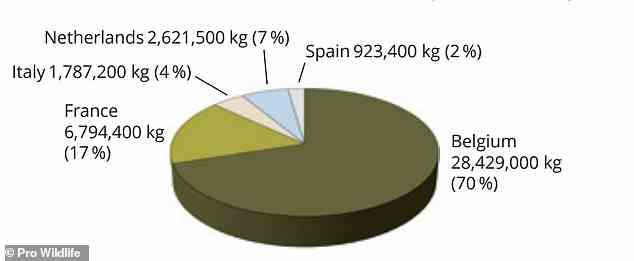 La Belgique est techniquement le plus grand importateur mondial de cuisses de grenouilles, représentant 70 % du marché de l'UE, suivie de la France (17 %) et des Pays-Bas (7 %).