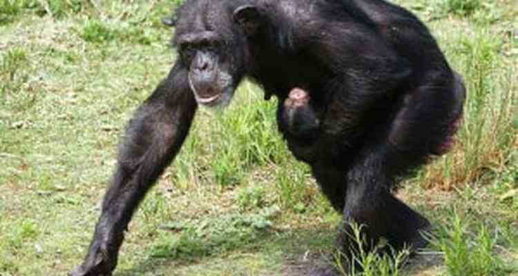 Chimpanze femelle nee au Safari Park Beekse Bergen animaux