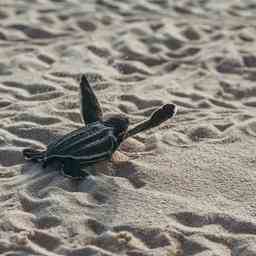 Le nombre de tortues nichant sur la plage dAruba chute