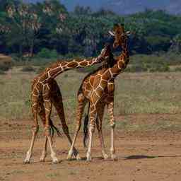 Les girafes a long cou semblent egalement etre le resultat