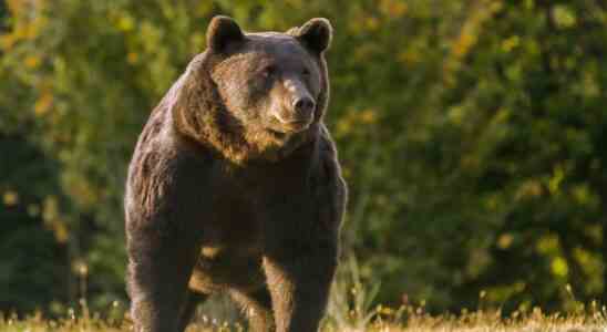 Lours polaire peut aussi le faire avec un ours brun