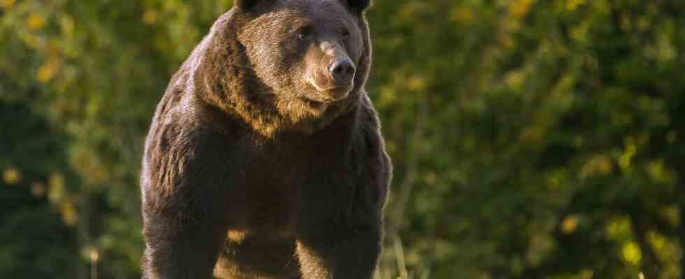 Lours polaire peut aussi le faire avec un ours brun