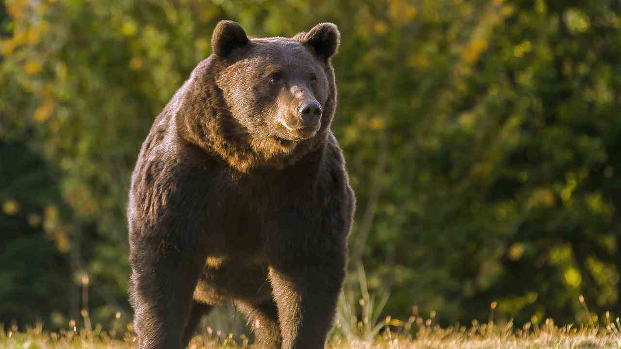 L'ours brun