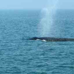 Une autre baleine a bosse reperee au large des cotes
