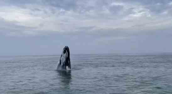Une baleine a bosse qui a nage au large de