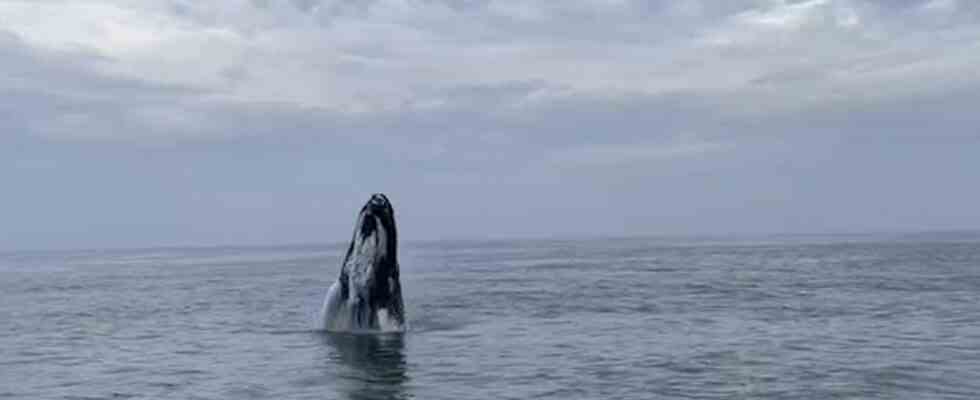 Une baleine a bosse qui a nage au large de
