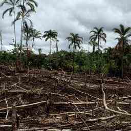 1657309092 La deforestation de lAmazonie bresilienne bat un record A