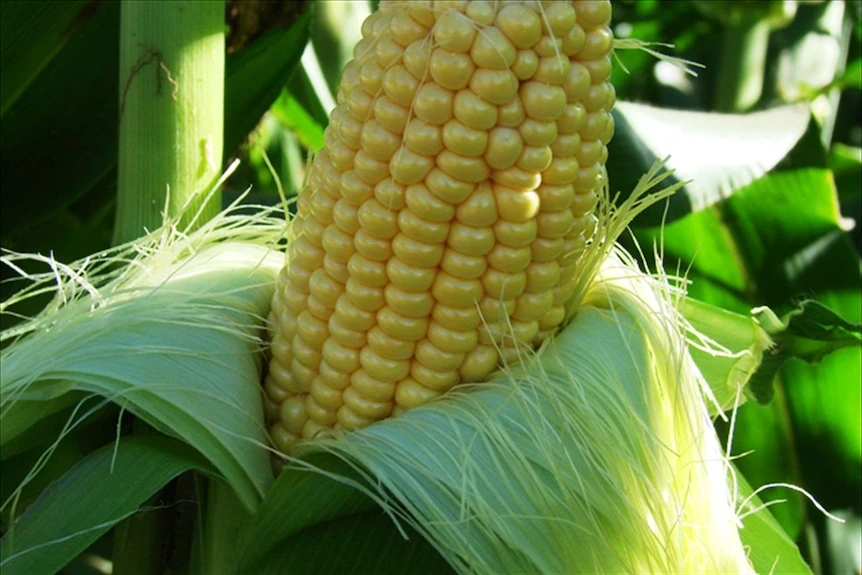Une image en gros plan d'un épi de maïs.