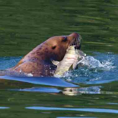 Un lion de mer nage avec un saumon dans la gueule 