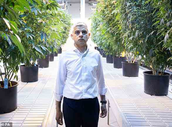 Plus tôt cette année, le maire de Londres, Sadiq Khan (ci-dessus), s'est rendu en Californie pour déterminer, entre autres, si Londres devrait suivre son exemple en légalisant le cannabis.