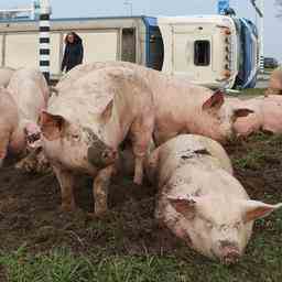 700 porcs sont morts apres le renversement dun camion neerlandais