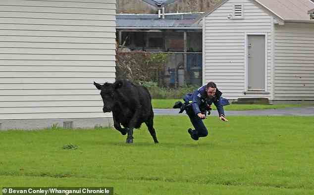 Des policiers neo zelandais frappes par une vache dechainee a Whanganui