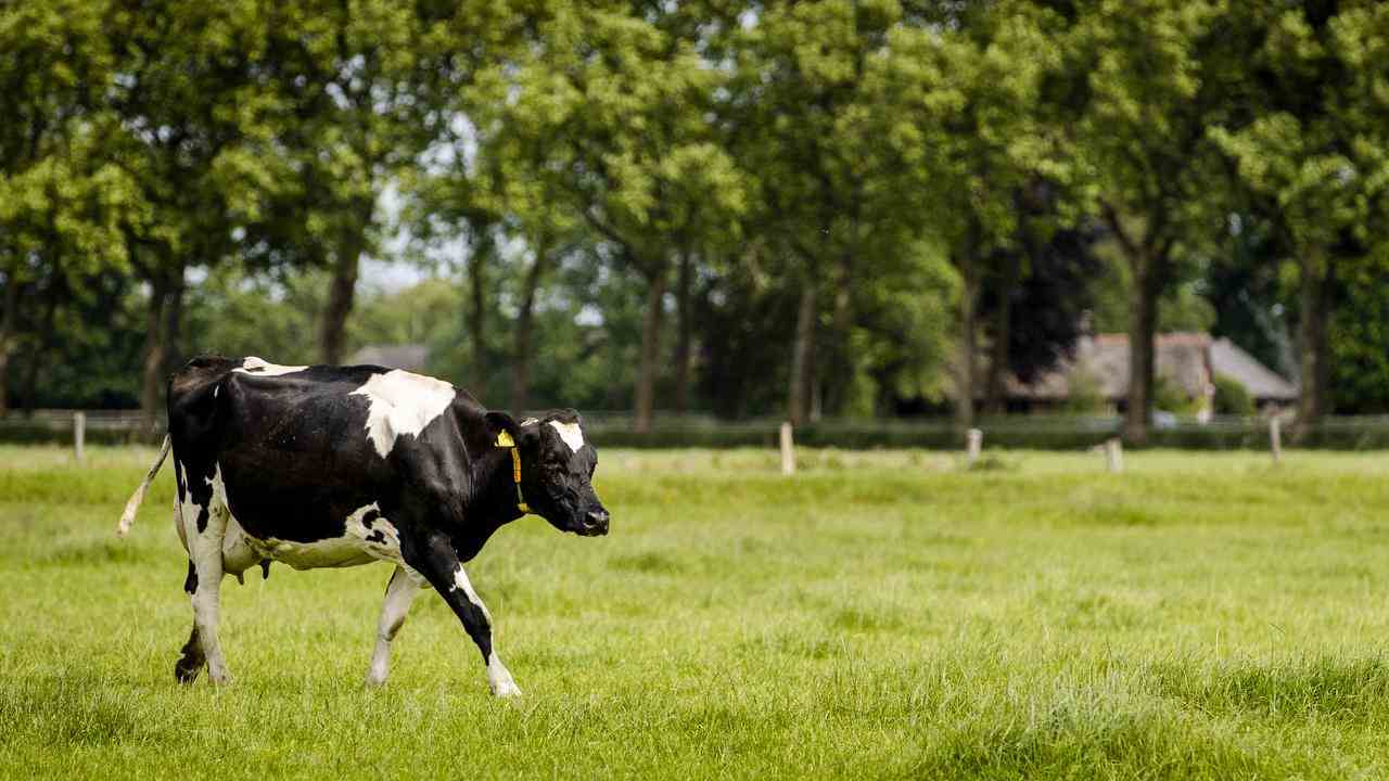 Plus les vaches paissent longtemps dans les pâturages et moins elles reçoivent d'aliments pour animaux (importés), plus les émissions d'azote par litre de lait sont faibles.