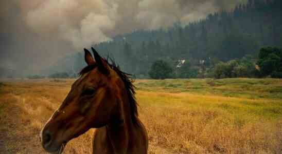 Les incendies de foret malveillants en Californie se multiplient par