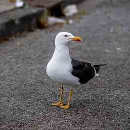 Les pompiers ont des poignees de poussins de goelands