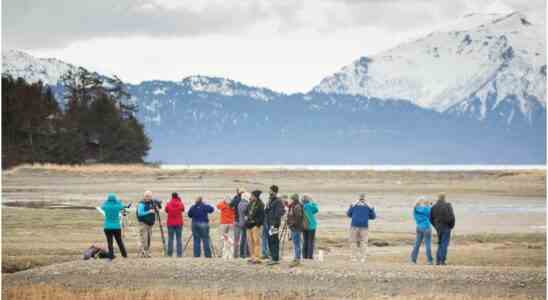 Lobservation des oiseaux rapporte des millions de dollars a lAlaska