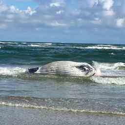 Une baleine a bosse morte echouee sur la plage de