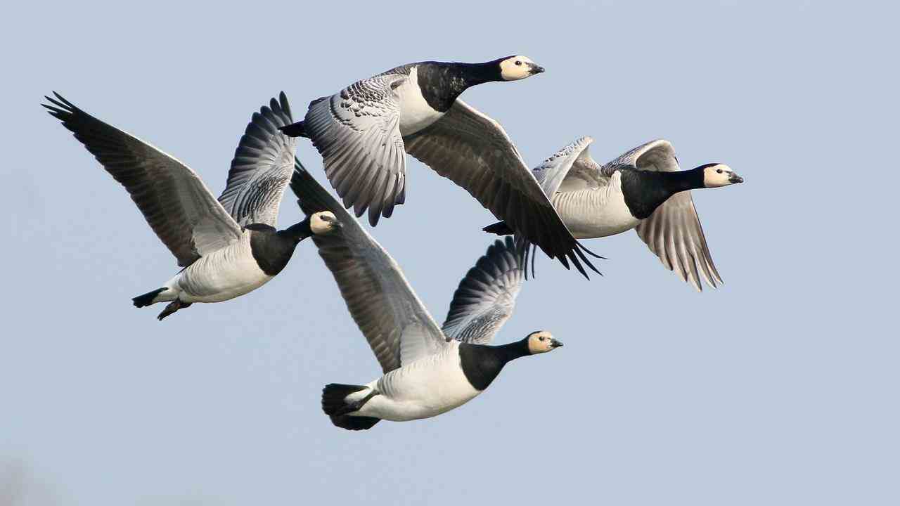 Les oiseaux migrateurs tels que les oies bernaches transmettent la grippe aviaire de la Sibérie aux Pays-Bas à l'automne.