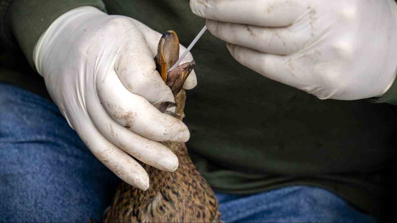 Un canard est testé pour la grippe aviaire.