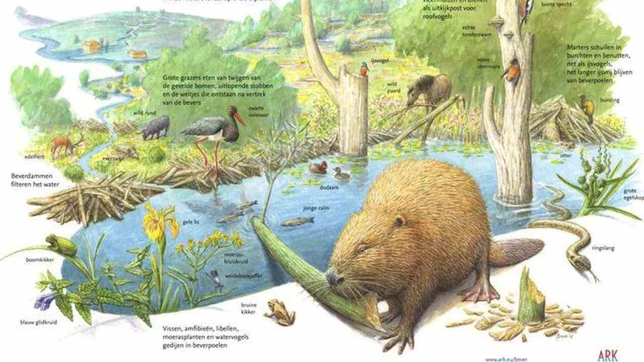 Là où les castors reviennent, les ruisseaux débordent souvent.  Toutes sortes d'autres espèces peuvent en bénéficier.
