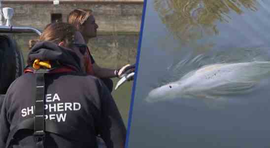 Beluga qui sest perdu dans la Seine ne mange plus