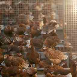 Deux autres cas de grippe aviaire decouverts maintenant a Vlaardingen