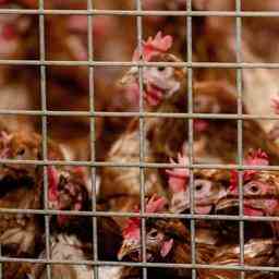 Grippe aviaire chez un agriculteur amateur a Ter Aar poulets