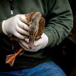 La grippe aviaire a nouveau diagnostiquee a Lunteren cette fois