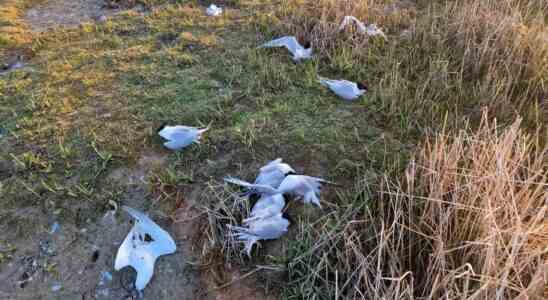 La grippe aviaire chez les oiseaux sauvages continue de circuler