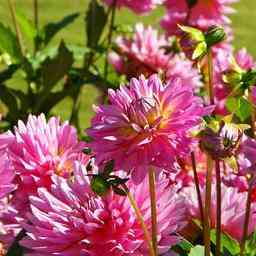 Malgre la secheresse les dahlias ont fiere allure pour le