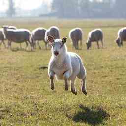 Un agent sauve des moutons a Leidschendam Ne vous contentez