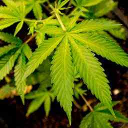 La police decouvre une ferme de cannabis sur Paterswoldseweg