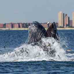 Les baleines de retour a New York apres le nettoyage