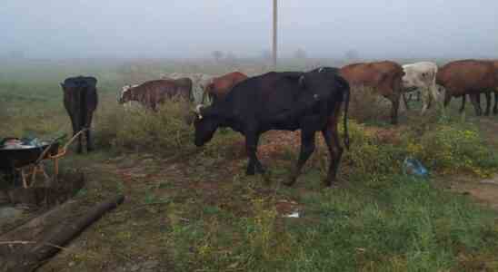 Les defenseurs neerlandais des animaux en Ukraine Le