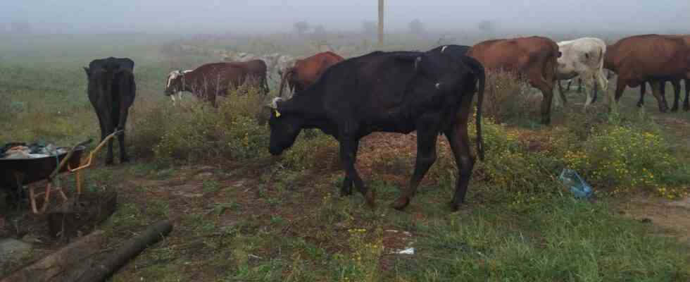 Les defenseurs neerlandais des animaux en Ukraine Le