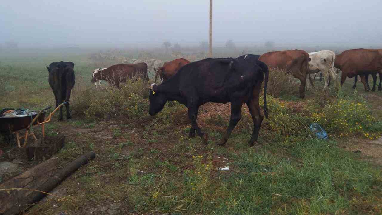 Vaches abandonnées à Mykolaïv.