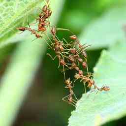 Les medecins des fourmis soignent les congeneres blesses avec la