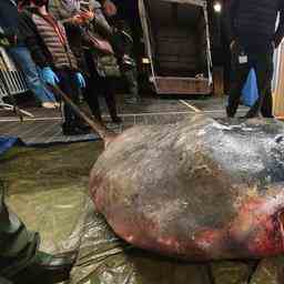 Naturalis installe un poisson lune de 400 kg echoue A