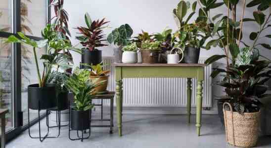 Sept conseils pour des plantes dinterieur en parfait etat –