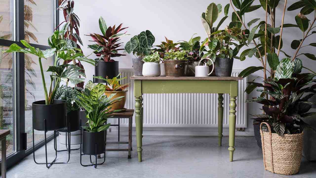 Déplacez les plantes d'intérieur tropicales dans une pièce plus chaude.