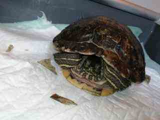 Schildpad die ziek per post aankwam bij opvang maakt het goed