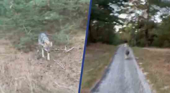 La Gueldre ne voit aucun moyen de chasser le loup