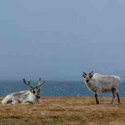 La population de rennes pres du pole Nord augmente apres